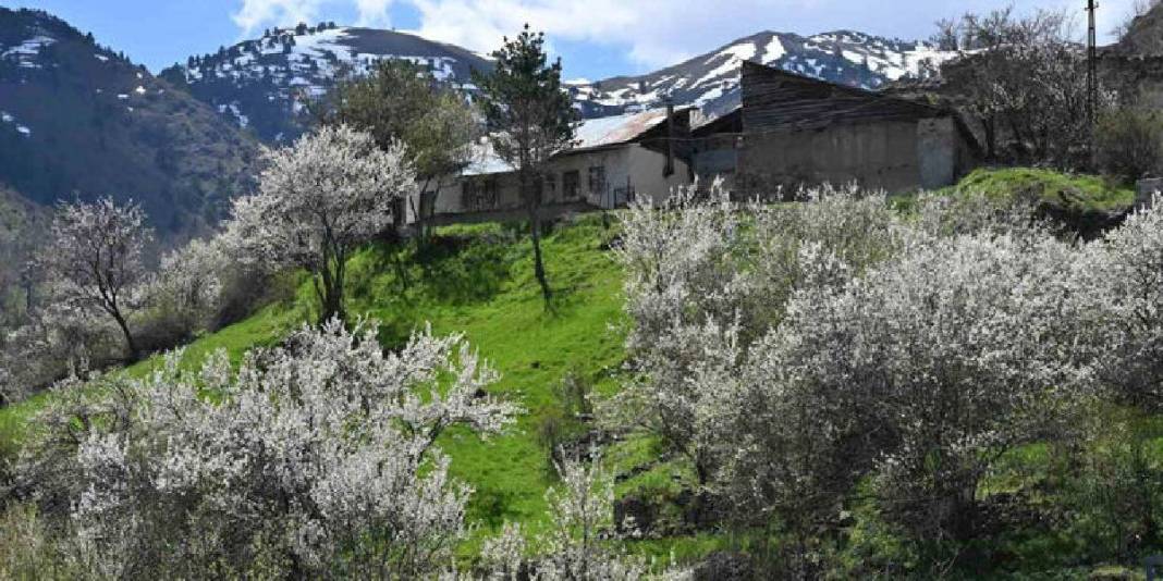 2 zıt beyaz aynı tepede buluştu! Gümüşhane’nin yüz yıllık mirası göz doldurdu 5